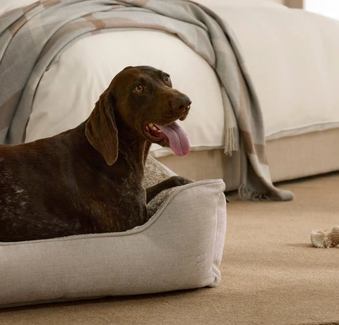 Piped Edge Pet Bed Biscuit