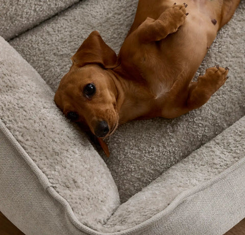 Piped Edge Pet Bed Bone